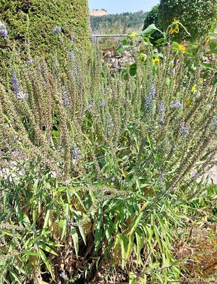 Veronica maritima / Langblättriger Ehrenpreis  VI-VIII  (14.08.2024; Eichstätt, Willibaldsburg, Bastionsgarten)