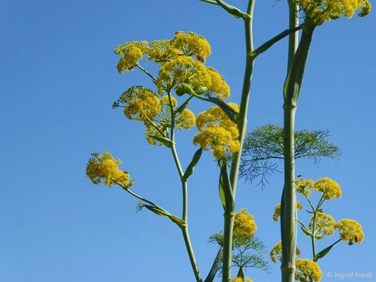 Ferula linkii / Link-Rutenkraut