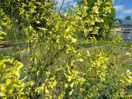 Gemüse-Kohl / Brassica oleracea