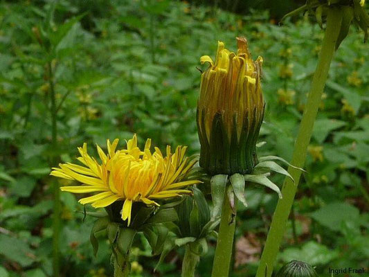 Taraxacum officinale - Gewöhnlicher Löwenzahn
