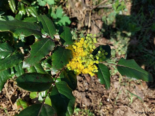 Mahonia aquifolium / Mahonie