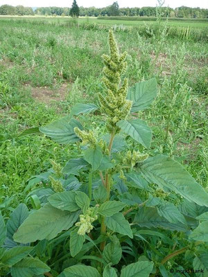 Amaranthus spec. (60 Arten)