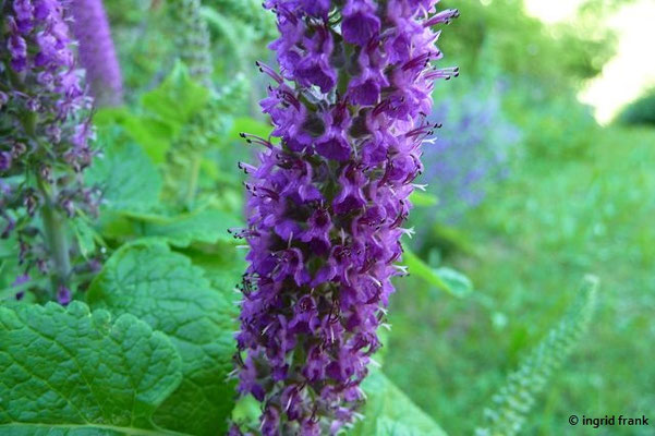 Teucrium hyrcanicum / Kaukasus-Gamander