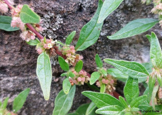 Parietaria judaica / Ausgebreitetes Glaskraut