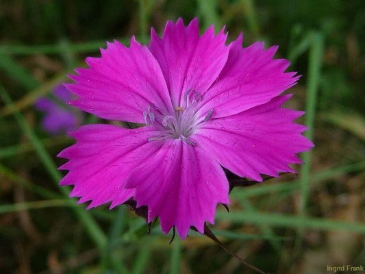 Dianthus carthusianorum - Kartäuser-Nelke