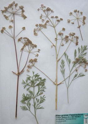 Trinia glauca / Blaugrüner Faserschirm   (Herbarium Dr. Wolf von Thun)
