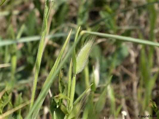 Lagurus ovatus / Samtgras, Hasenschwänzchen    (03.05.2019; Italien, Toskana, am Strand bei San Vincenzo)