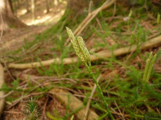 Lycopodium clavatum / Keulen-Bärlapp    VII-VIII
