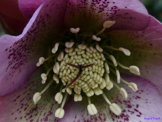 Helleborus orientalis - Östliche Nieswurz