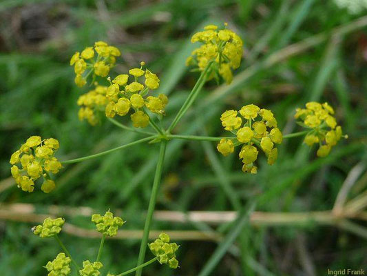 Bupleurum falcatum / Sichelblättriges Hasenohr   (20.08.2011; im Tal der Oberen Donau bei Fridingen)