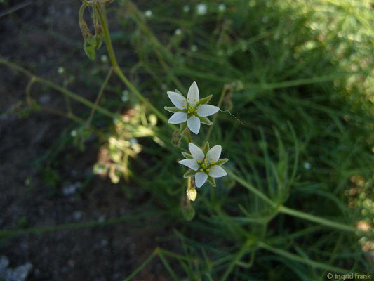 Spergula spec. (6 Arten)