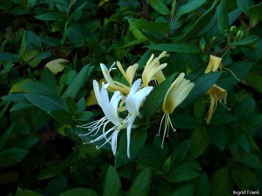 Lonicera japonica / Japanische Heckenkirsche