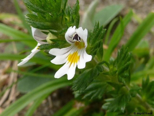 Euphrasia officinalis / Echter Augentrost, Großer Augentrost    V-X
