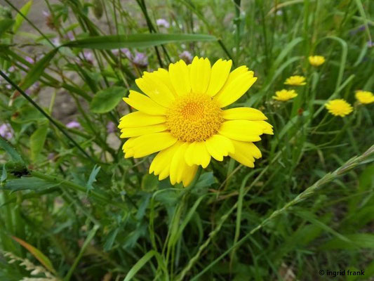 Glebionis segetum / Saat-Wucherblume    VII-X