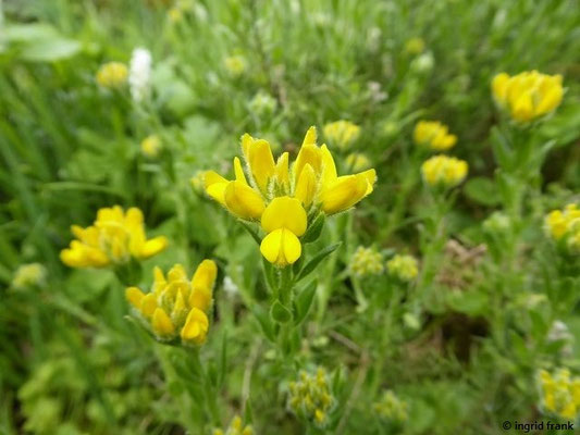 Genista hispanica / Spanischer Ginster (19.04.2019 - Botanischer Garten der Universität Basel)