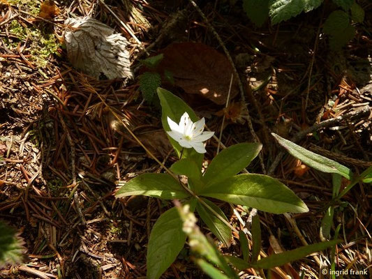 Trientalis spec. (4 Arten)