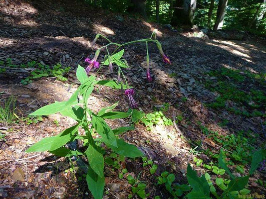 Prenanthes purpurea / Purpur-Hasenlattich