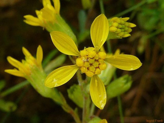 Solidago virgaurea ssp. minuta - Alpen-Goldrute