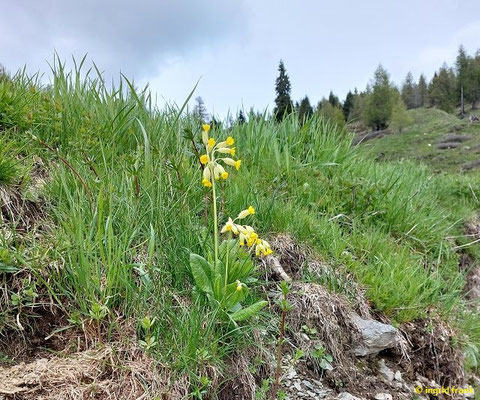Primula veris / Echte Schlüsselblume