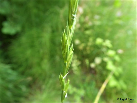 Elymus repens / Gewöhnliche Quecke