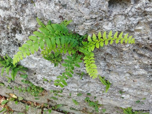 Polystichum spec. (200-300 Arten)