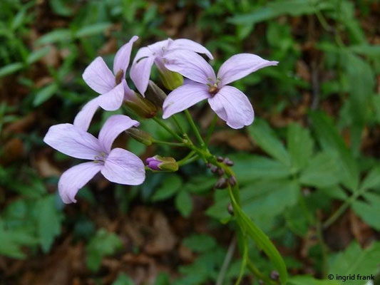 Cardamine bulbifera - Zwiebel-Schaumkraut  V-VI