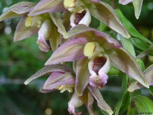 Epipactis helleborine / Breitblättrige Ständelwurz