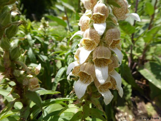 Digitalis lanata / Wolliger Fingerhut  (25.06.2022; Botanischer Garten der Universität Tübingen)