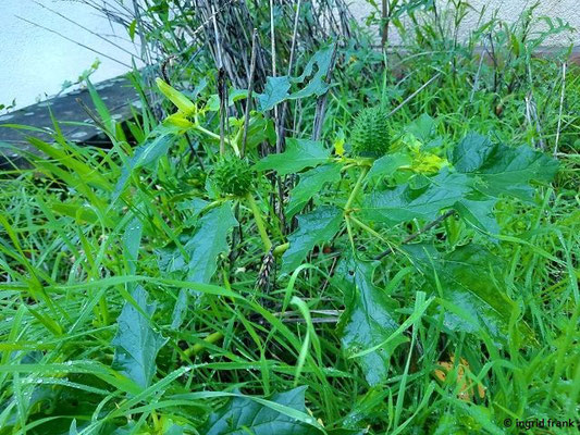 Datura stramonium / Weißer Stechapfel    VI-X