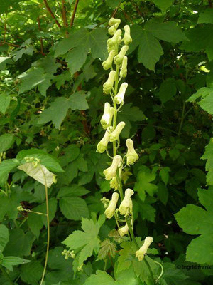 Aconitum spec. (300-400 Arten)