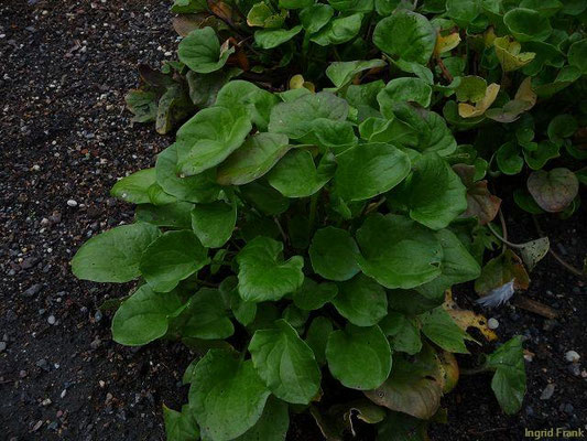 Cochlearia officinalis / Gewöhnliches Löffelkraut (10.09.2010; Apothekergarten Leipzig)