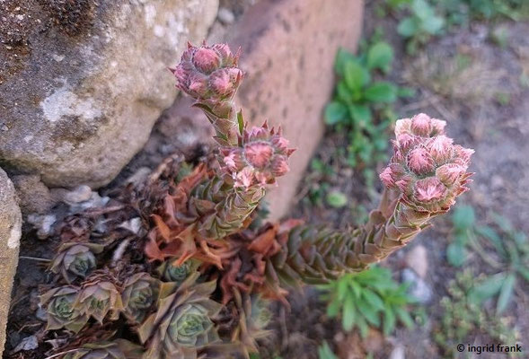 Sempervivum tectorum / Dach-Hauswurz