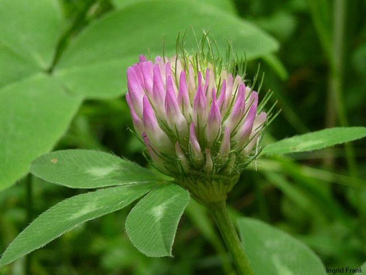 Trifolium pratense / Wiesen-Klee, Rot-Klee    VI-IX