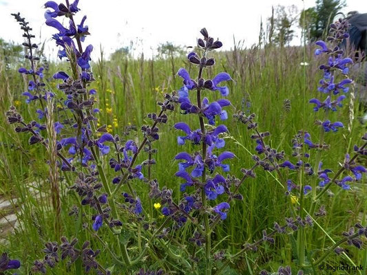 Salvia pratensis / Wiesen-Salbei    V-VIII