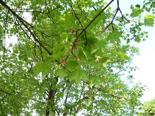 Acer campestre / Feld-Ahorn    V-VI
