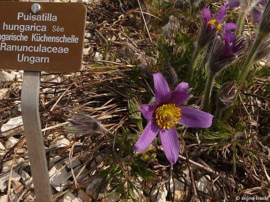 Pulsatilla hungarica / Ungarische Küchenschelle (27.03.2014 - Botanischer Garten der Universität Basel)