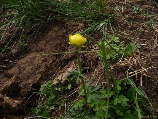 Trollius europaeus / Trollblume    V-VI