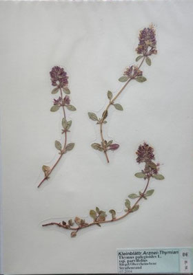 Thymus pulegioides / Quendel  (07/2004; Riegel. Oberrheinebene)  (Herbarium Dr. Wolf von Thun)
