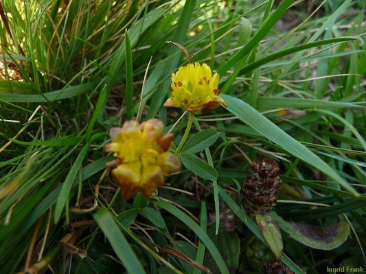 Trifolium badium / Braun-Klee    VII-VIII