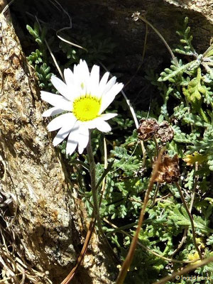Leucanthemopsis alpina / Alpen-Margerite    (04.09.2019; Wallis)