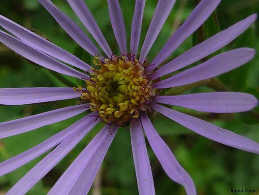 Aster amellus - Berg-Aster, Kalk-Aster