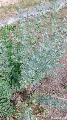 Artemisia absinthium / Wermut