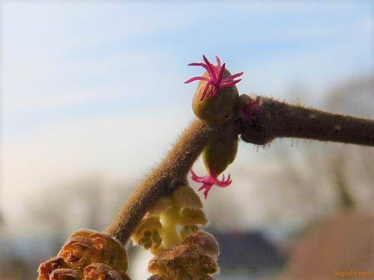 Corylus avellana / Gewöhnliche Hasel