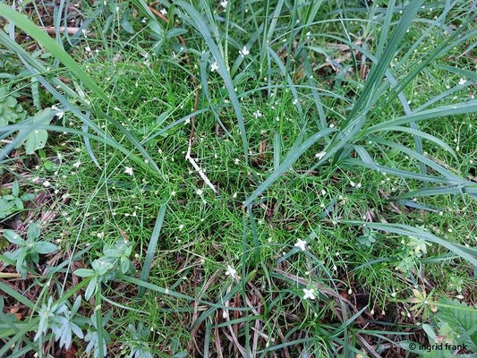 Moehringia muscosa / Moos-Nabelmiere   (28.06.2024; Steiermark, Ramsau)