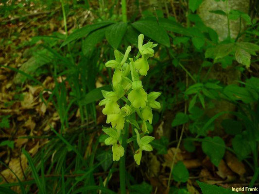 Orchis pallens / Bleiches Knabenkraut