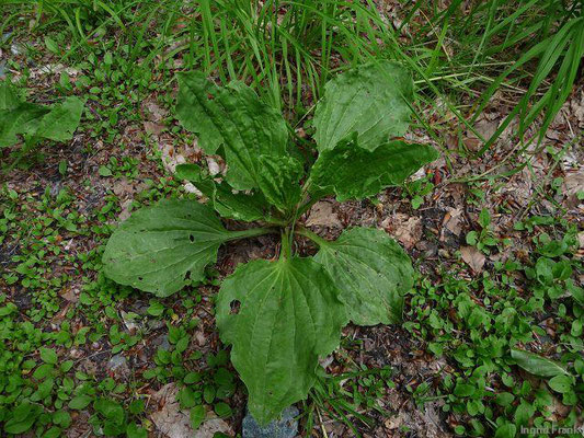 Plantago major ssp. major / Gewöhnlicher Breit-Wegerich