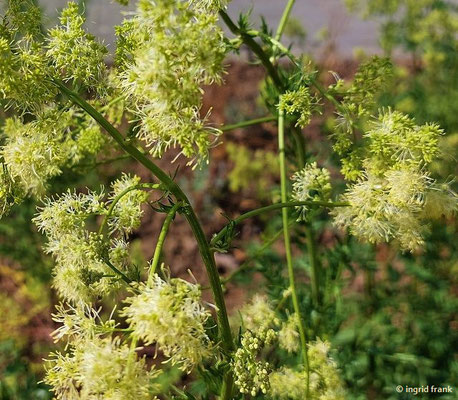 Thalictrum flavum / Gelbe Wiesenraute; Baden-Württemberg keine Gefährdung