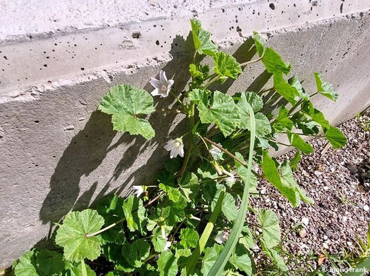 Malva neglecta / Weg-Malve (12.05.2026; Trentino, Valsugana)