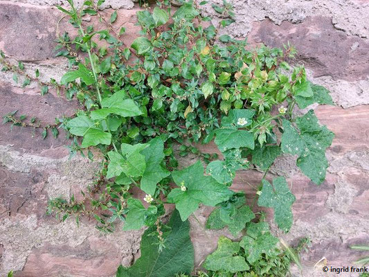 Bryonia dioica / Rotbeerige Zaunrübe