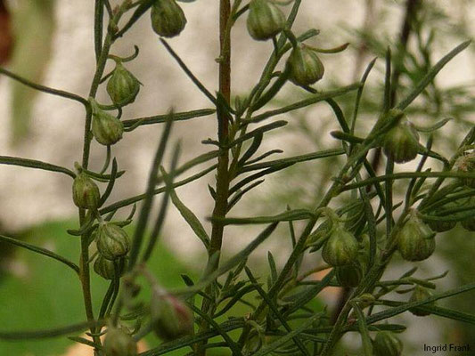 Artemisia abrotanum - Eberraute  (VII-X)